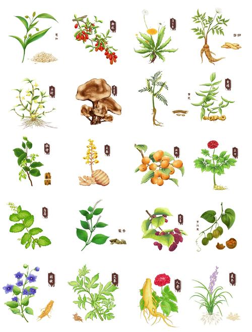 什么草药可