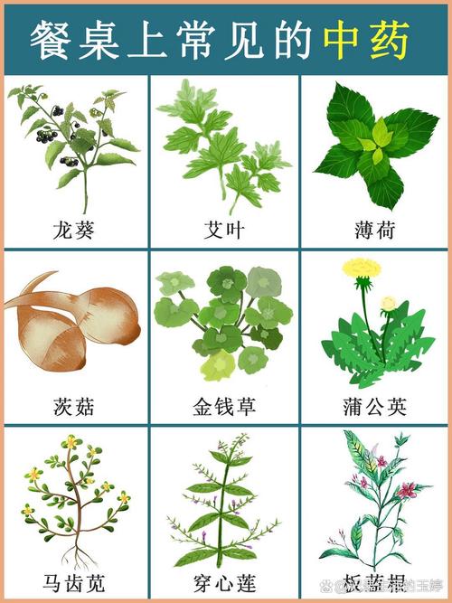 什么草药可