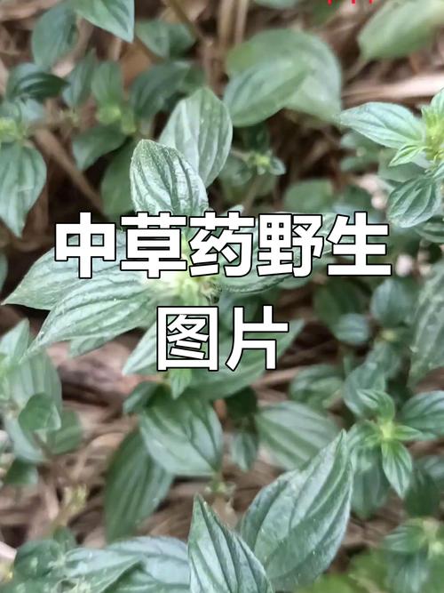 什么草药可