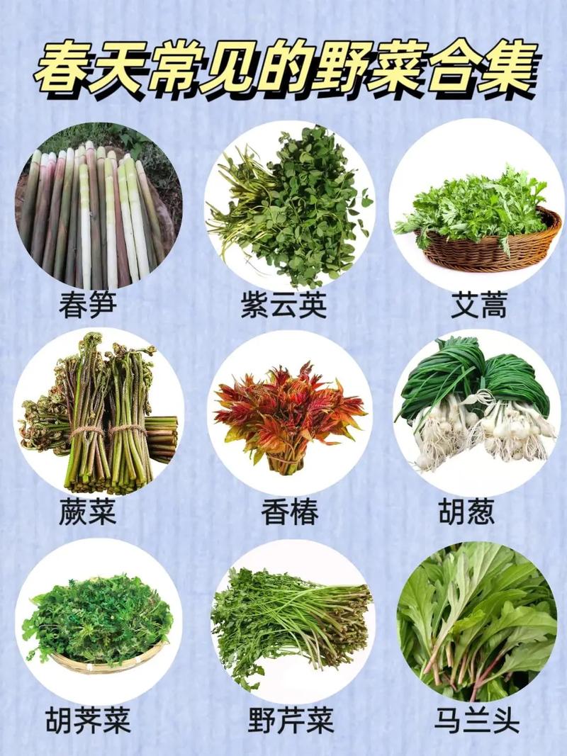 喝什么野菜减肥
