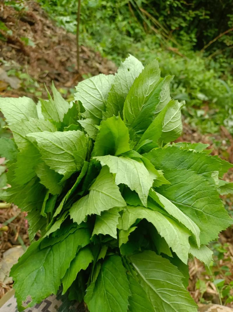 喝什么野菜减肥