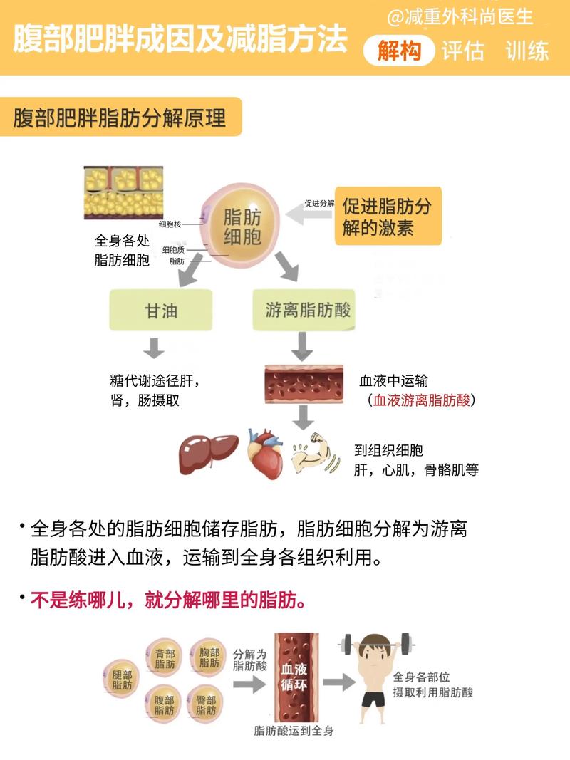 胖肚子大是什么原因