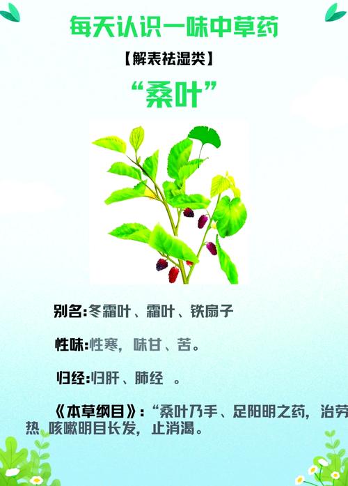 吃桑叶有什么功效