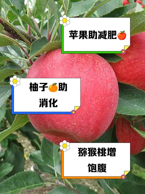什么水果能腹部减肥