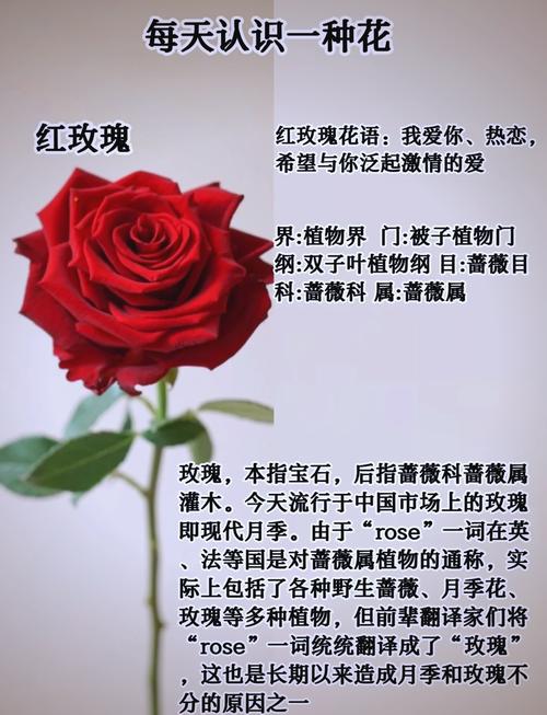 玫瑰花为什么不香