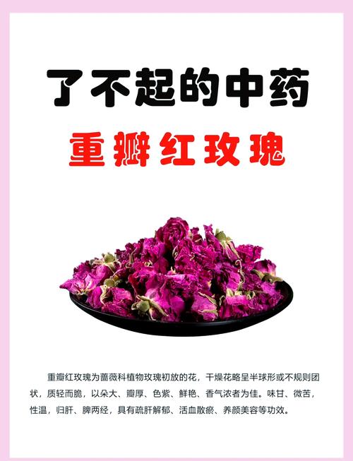 玫瑰花为什么不香