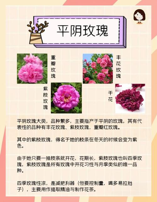 玫瑰花为什么不香