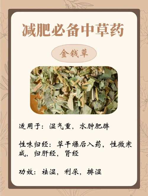 什么草药去油腻减肥