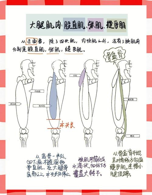 大腿肌肉有什么用