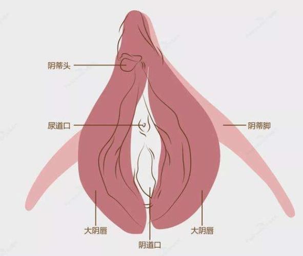 大阴唇什么颜色