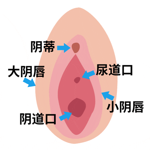 大阴唇什么颜色