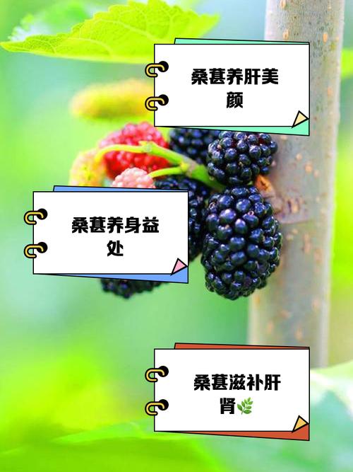 桑葚和什么相克
