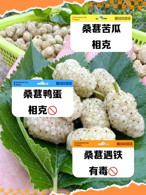 桑葚和什么相克