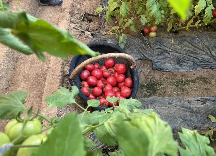 西红柿中什么减肥