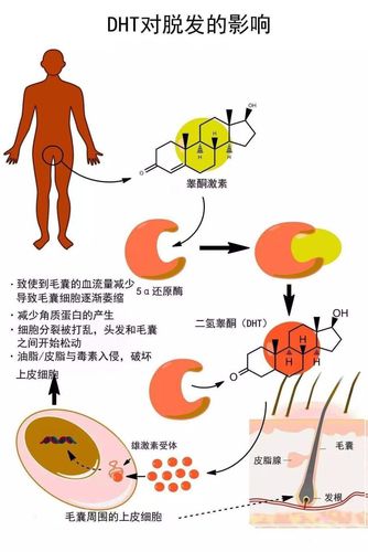 什么叫雄性激素