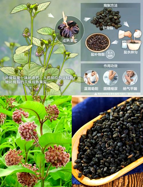什么中药减肥效果好