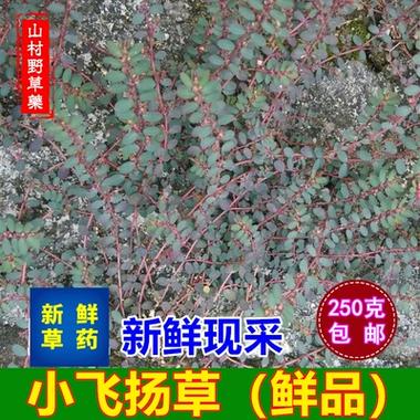 最新一代的千纤草