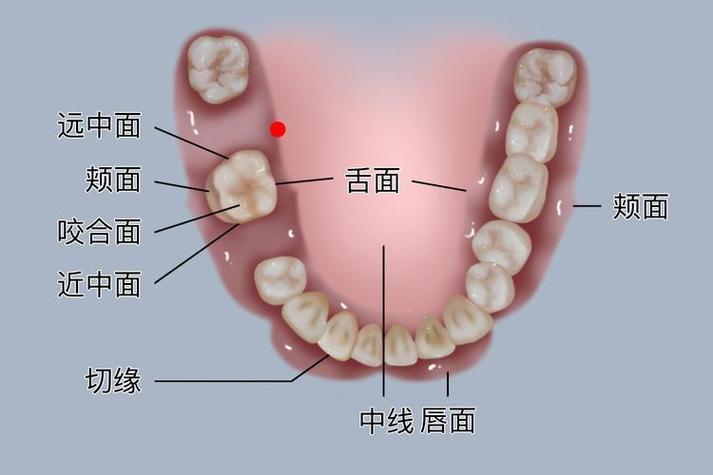 什么是后牙