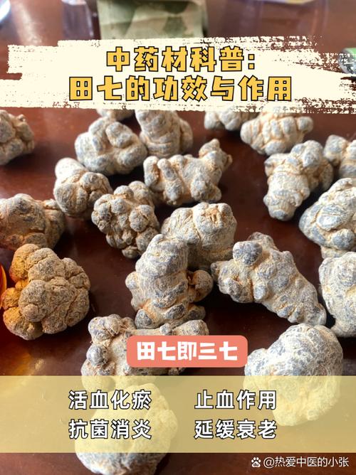 三七可以治什么病