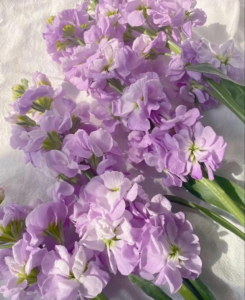 紫罗兰是什么味道