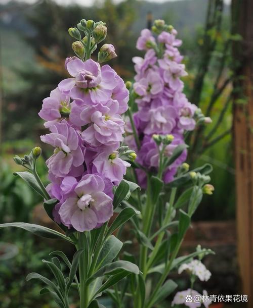 紫罗兰是什么味道