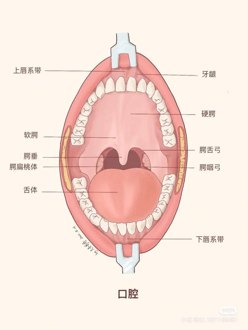 什么是唇系带