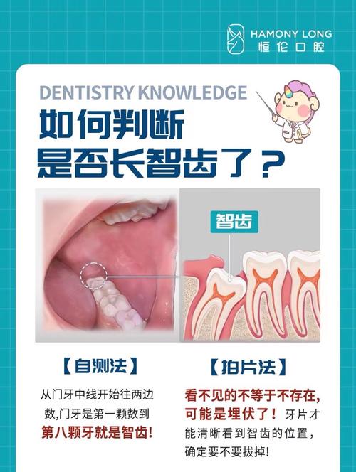 智牙什么时候长