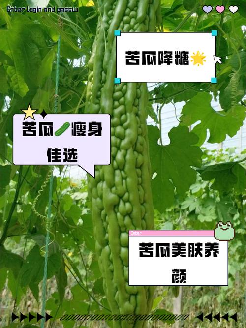 减肥吃苦瓜有什么好处和坏处
