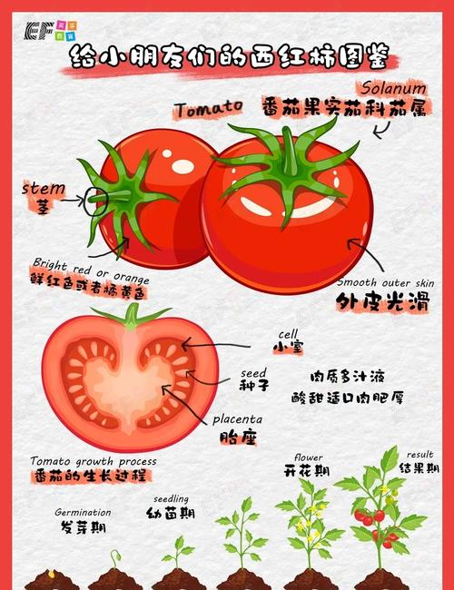 番茄为什么能减肥