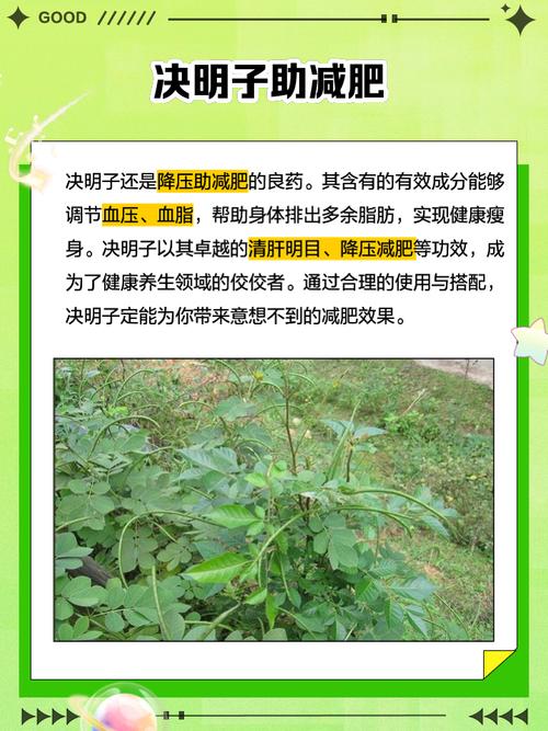 吃点什么中药减肥吗