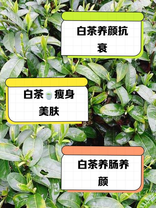 白茶什么人不能喝