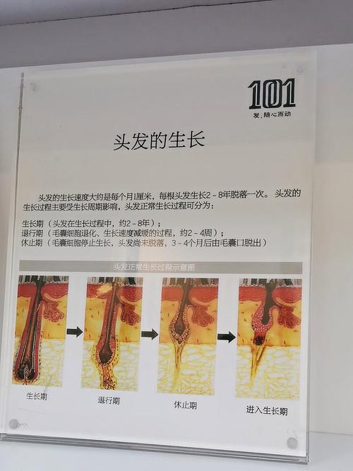 头发靠什么生长