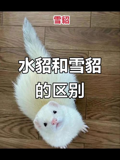 貂和水貂有什么区别