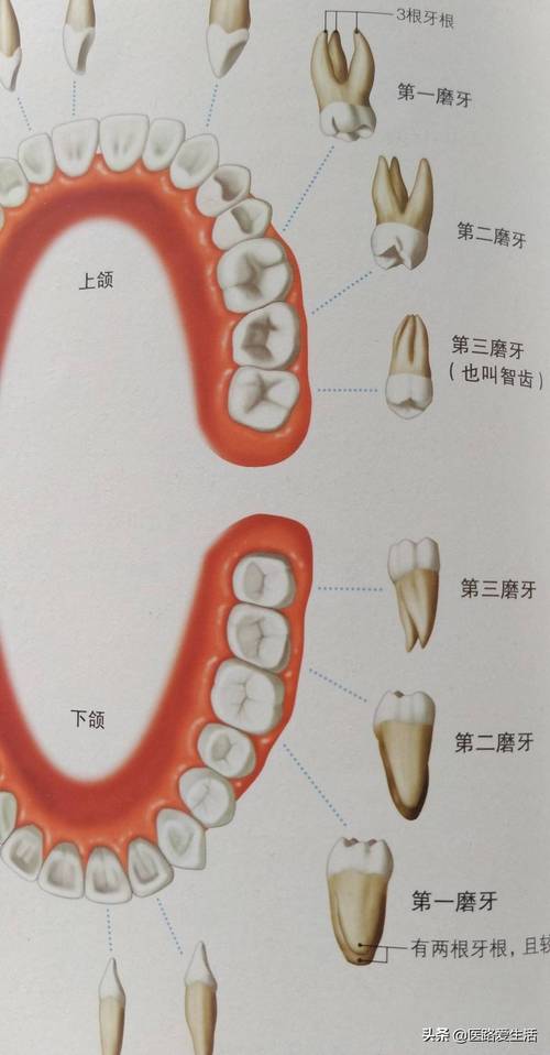 里面的牙齿叫什么牙