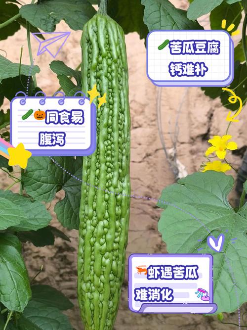苦瓜和什么能减肥吗
