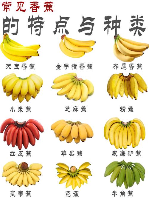 饭后吃什么水果最减肥瘦身