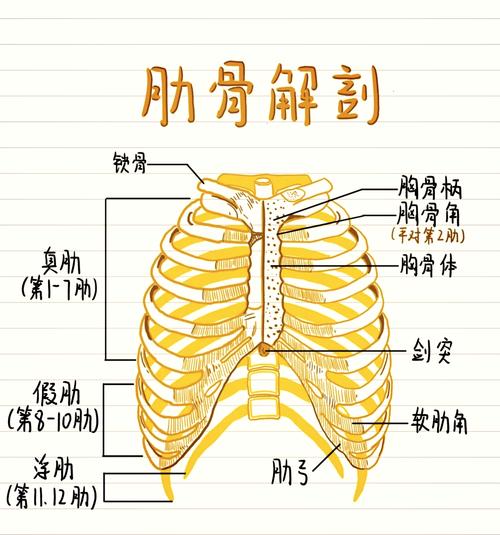什么是肋软骨