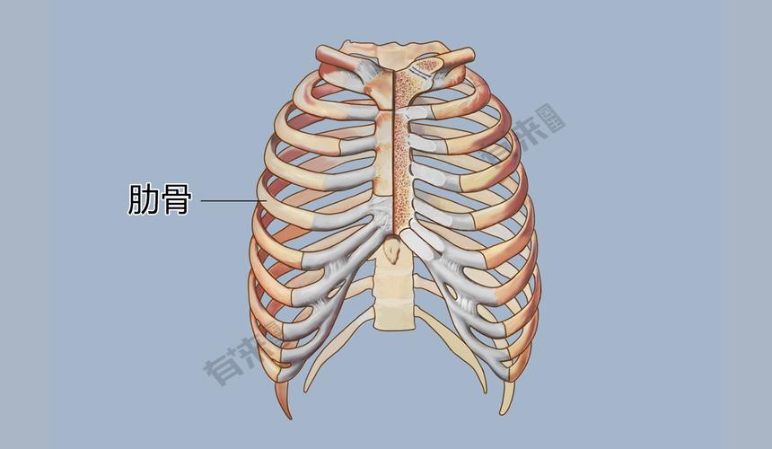 什么是肋软骨
