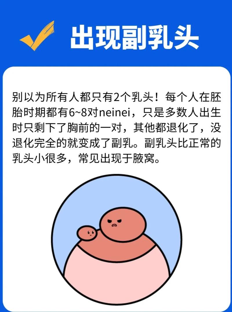 正常的乳房是什么样的