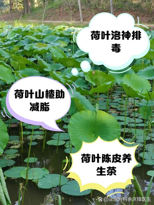 荷叶搭配什么