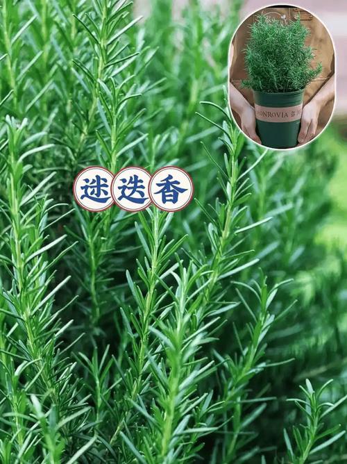 什么植物减肥