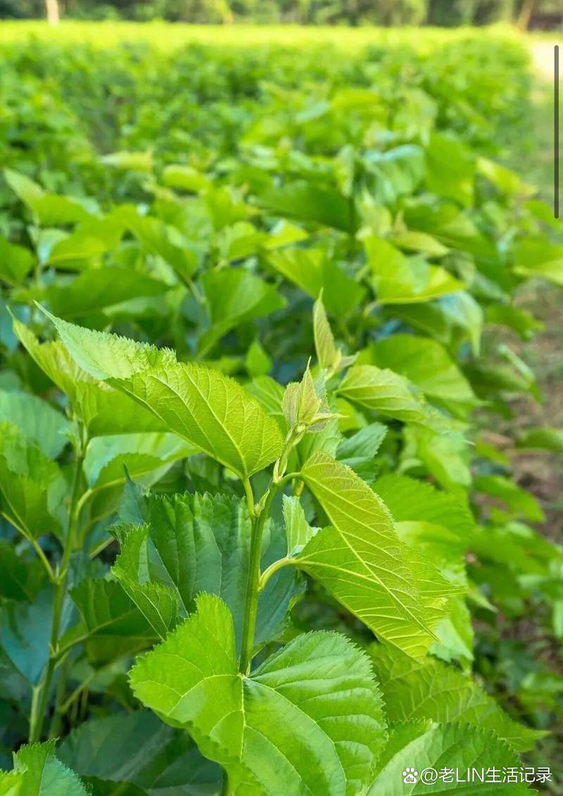 什么植物减肥