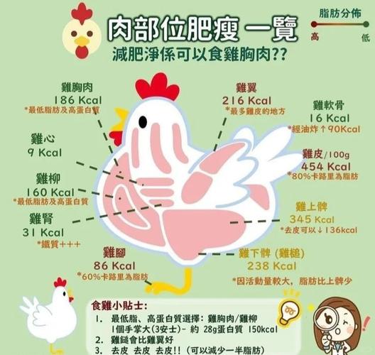减肥为什么可以吃鸡肉