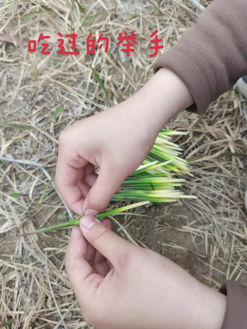 毛根是什么东西