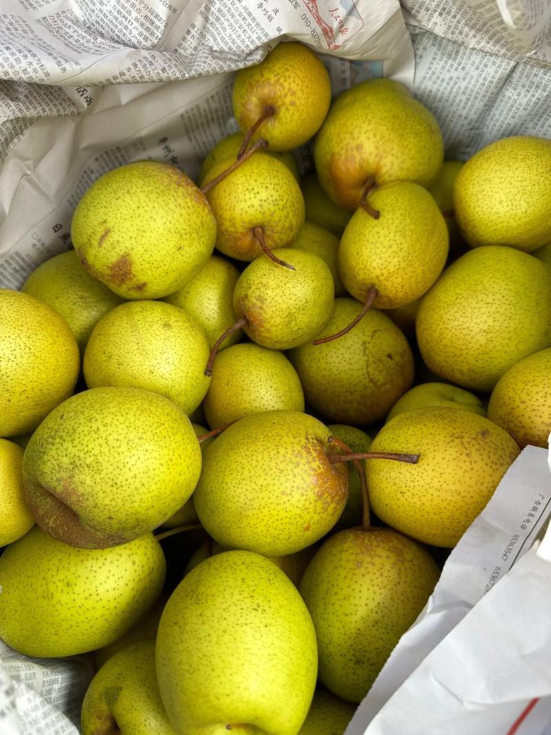 鸭梨是什么样的