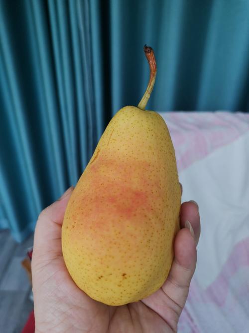 鸭梨是什么样的