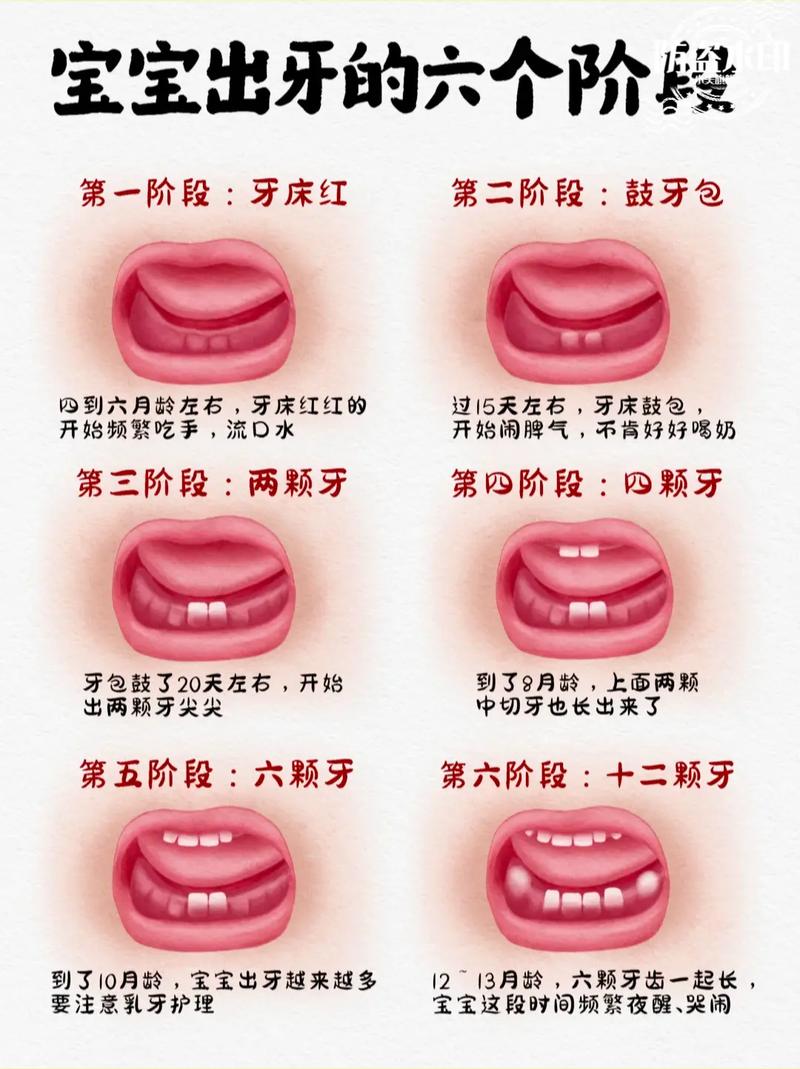 牙齿什么时候定型