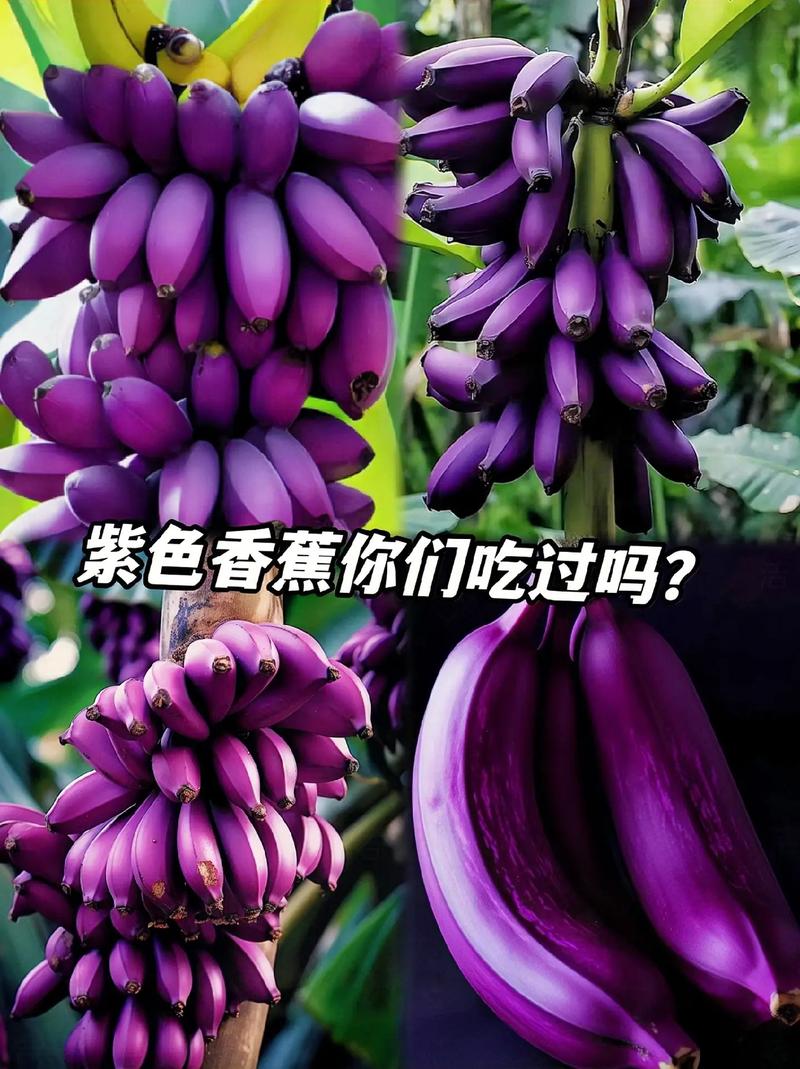 紫色的水果有什么