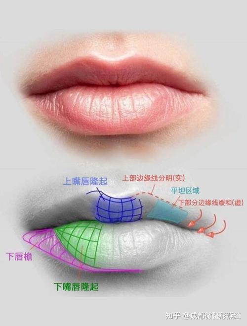 唇是什么结构