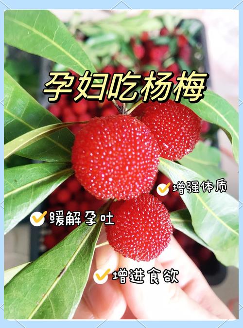 杨梅为什么能减肥